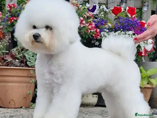Bichon Frise dogs Bichon Frise puppies - Advert 1