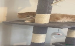 RagaMuffin cats for sale: Gorgeous long haired female  - Image 1