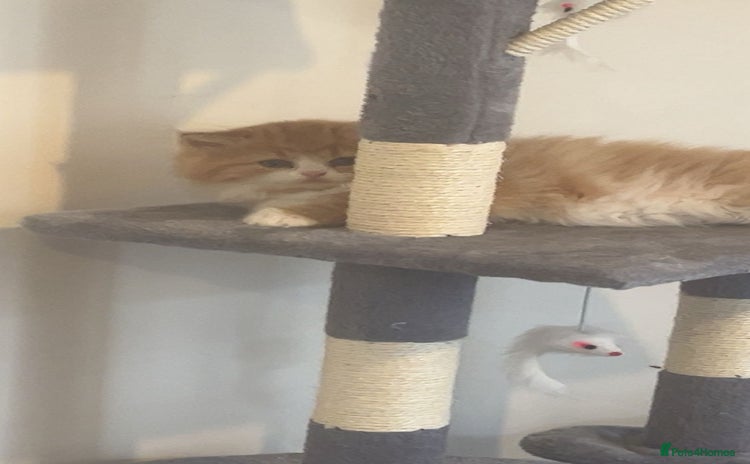 RagaMuffin cats - Advert 1