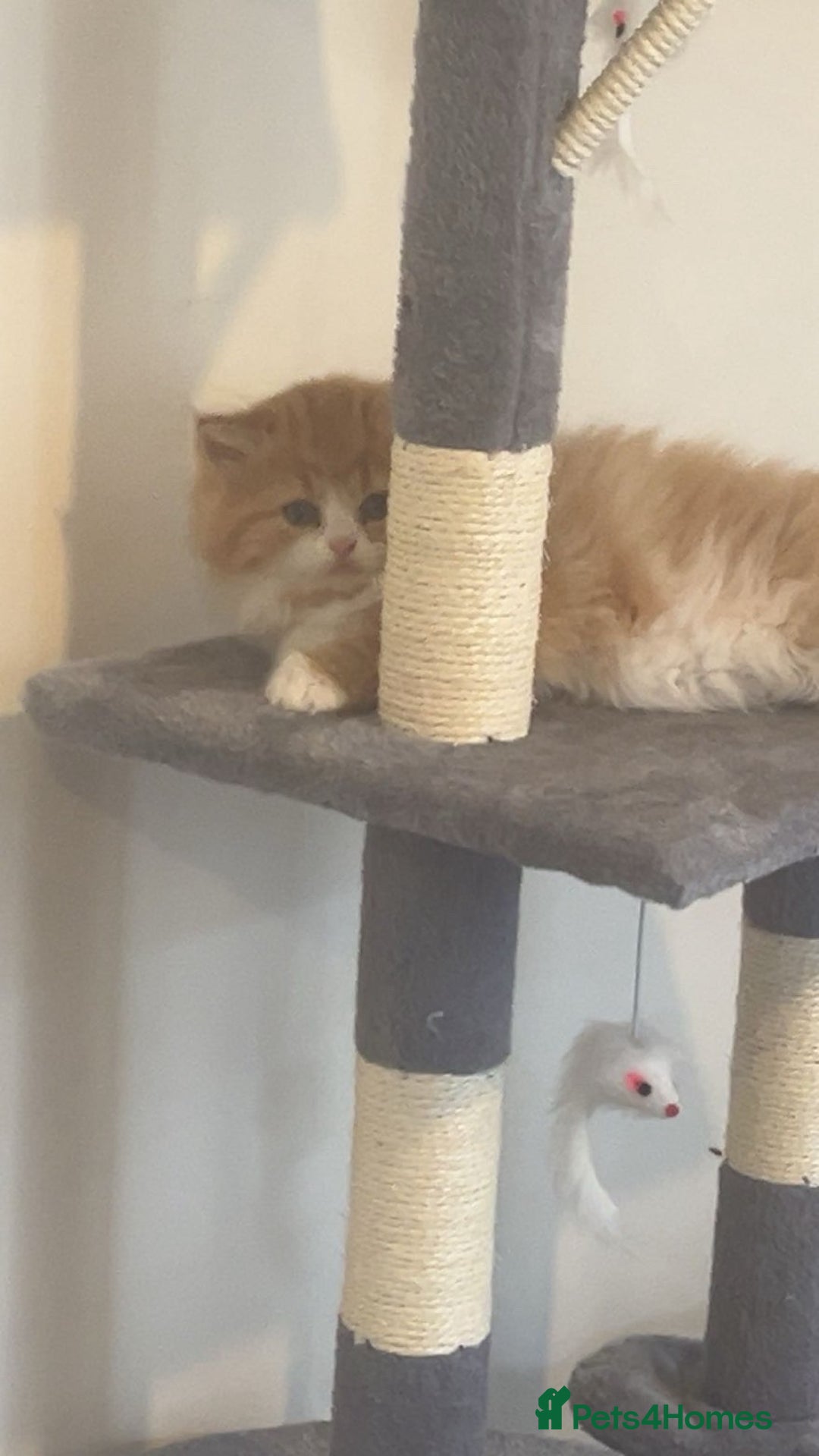 RagaMuffin cats for sale: Gorgeous long haired female  - Image 1