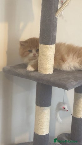 RagaMuffin cats - Advert 1