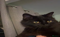 Mixed Breed cats for sale: Cat for rehoming - Advert 2