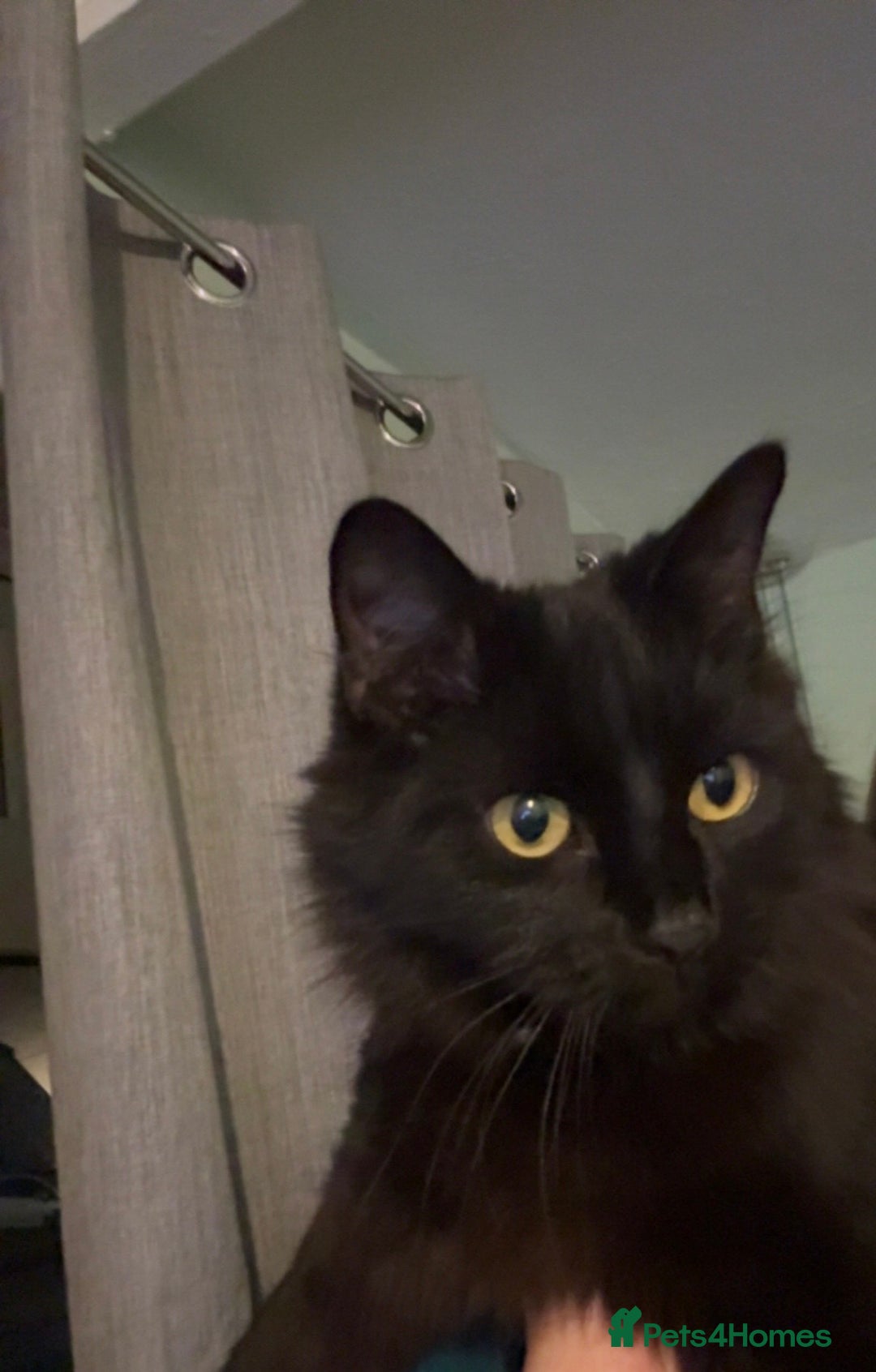 Mixed Breed cats for sale: Cat for rehoming - Advert 2