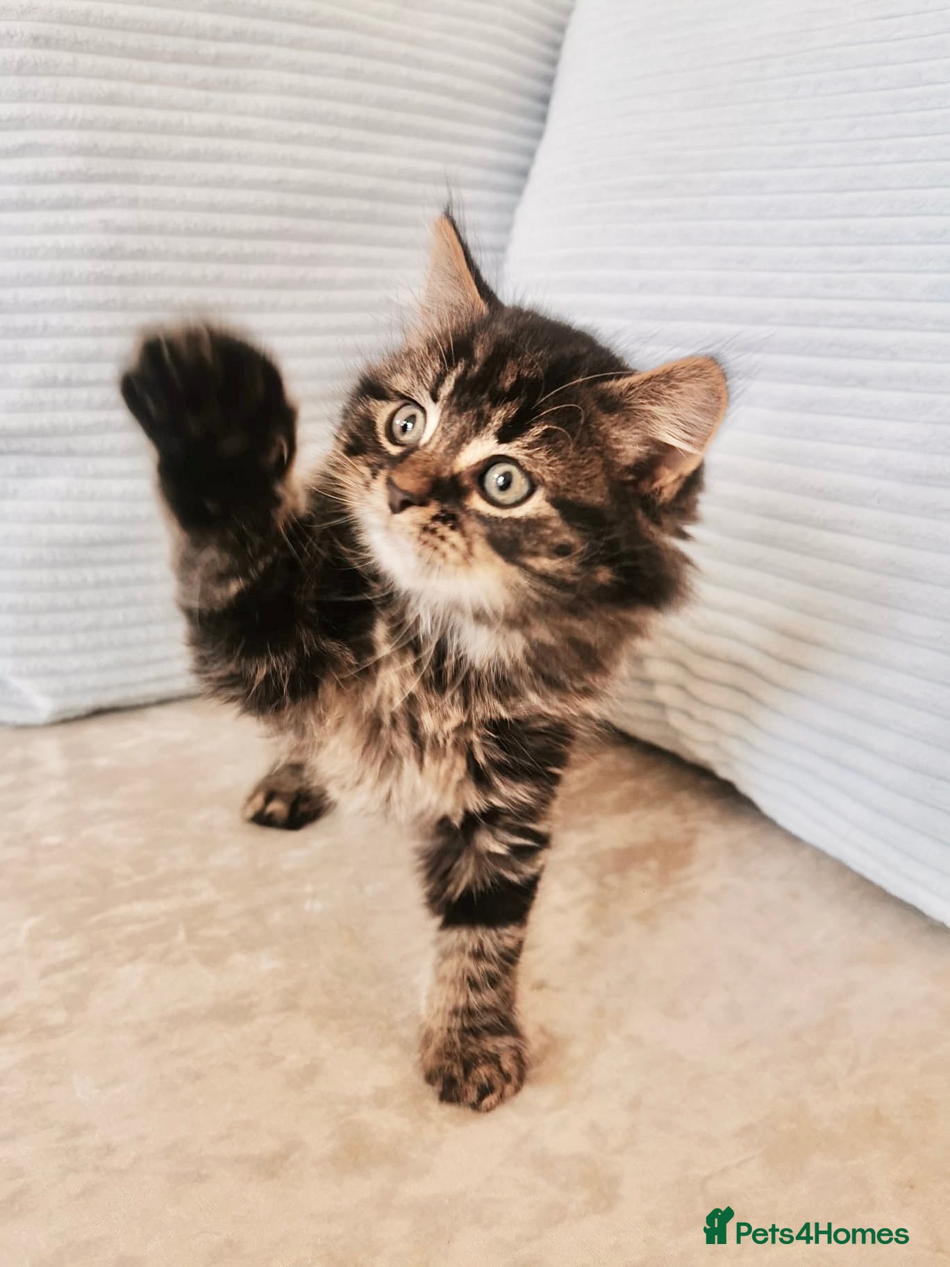 Maine Coon cats Maine Coon Kittens - Advert 16