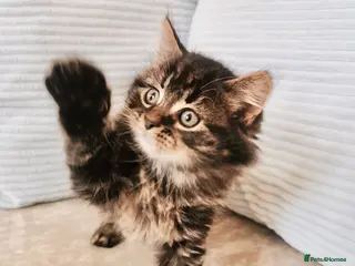 Maine Coon cats Maine Coon Kittens - Advert 8