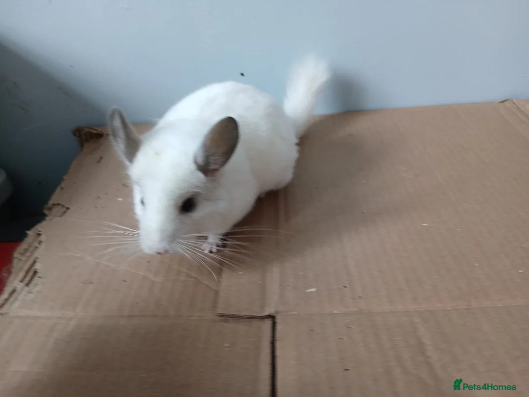Chinchilla rodents for sale: female white chinchilla grey ears  - Advert 1