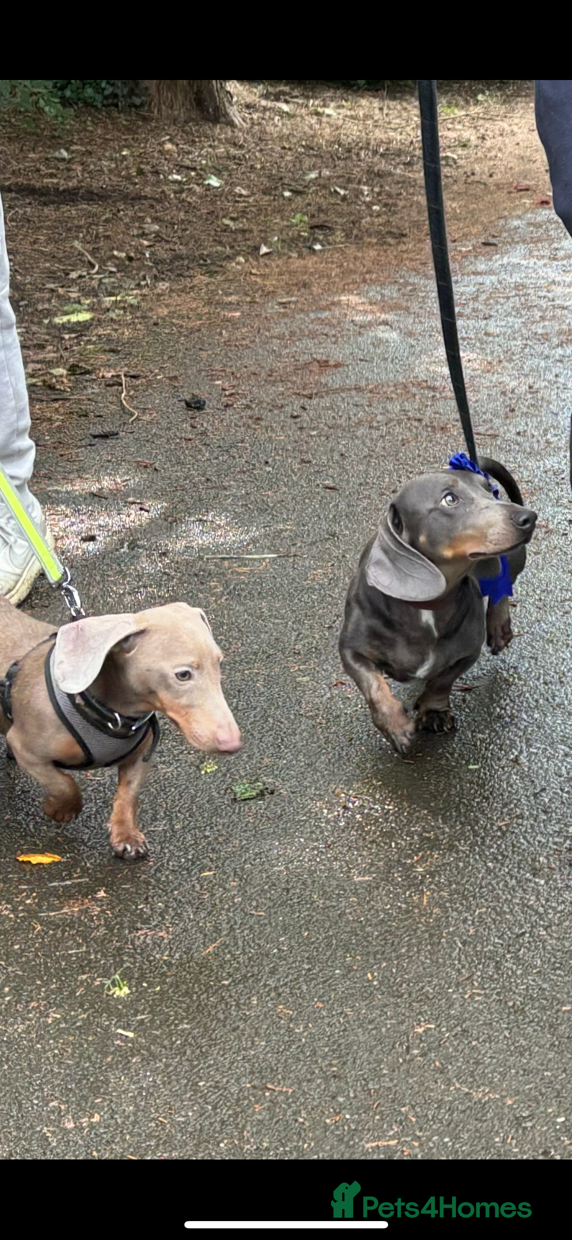 Dachshund dogs Blue Dachhund Proven Stud & Isabella cream stud, in Swansea - Advert 1
