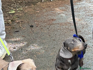 Dachshund dogs Blue Dachhund Proven Stud & Isabella cream stud, in Swansea - Advert 1