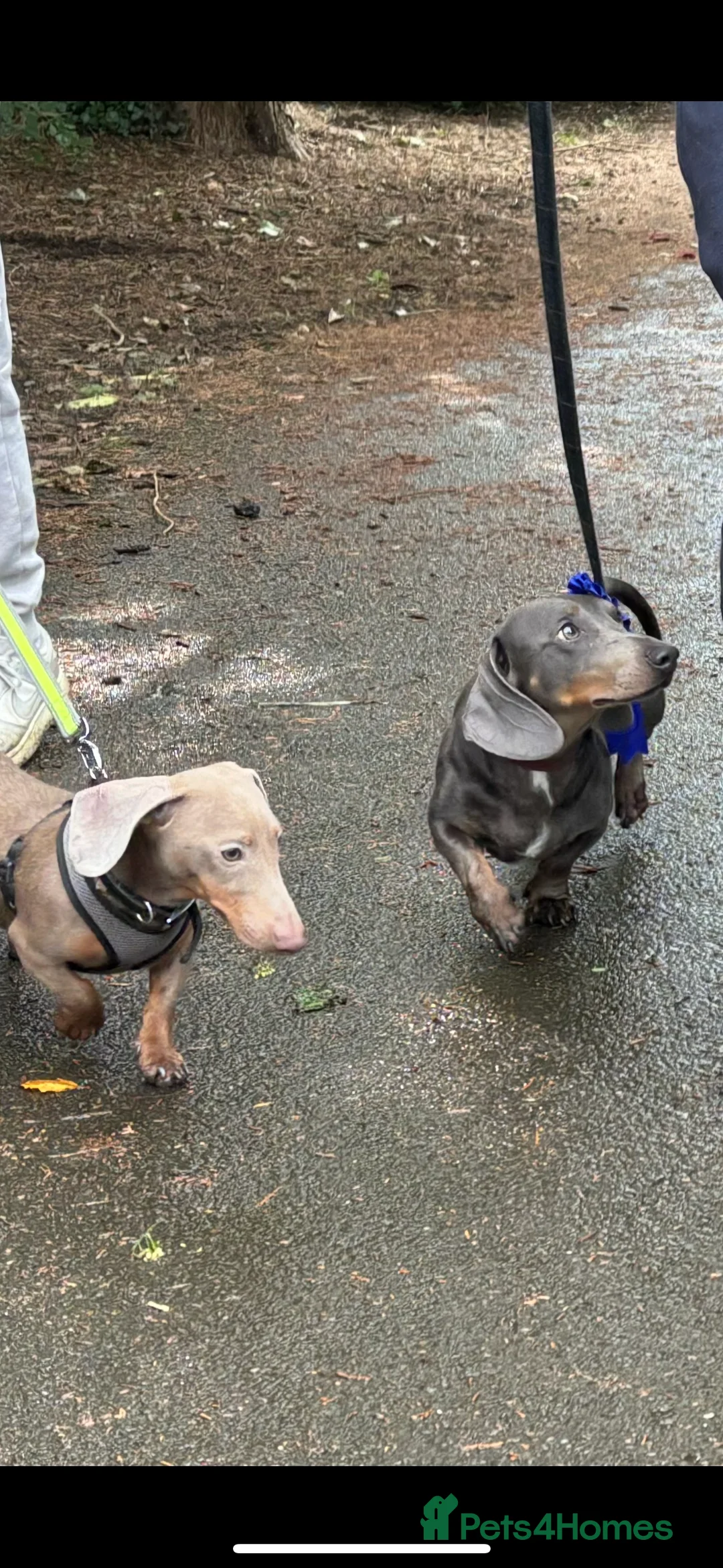 Dachshund dogs for stud: Blue Dachhund Proven Stud & Isabella cream stud, in Swansea - Advert 1