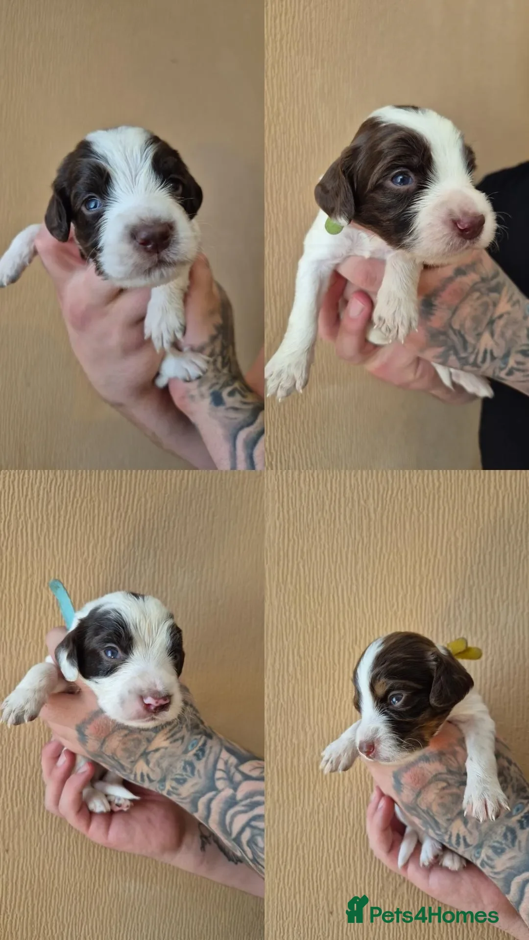 Sprocker dogs for sale: Sprockerspaniel pups for sale  - Advert 6