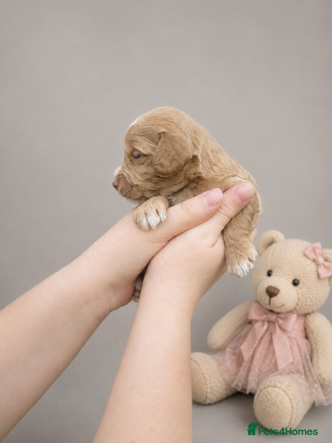 Cockapoo dogs Merles Blondes Apricots F2 Cockapoo Puppies  - Advert 2
