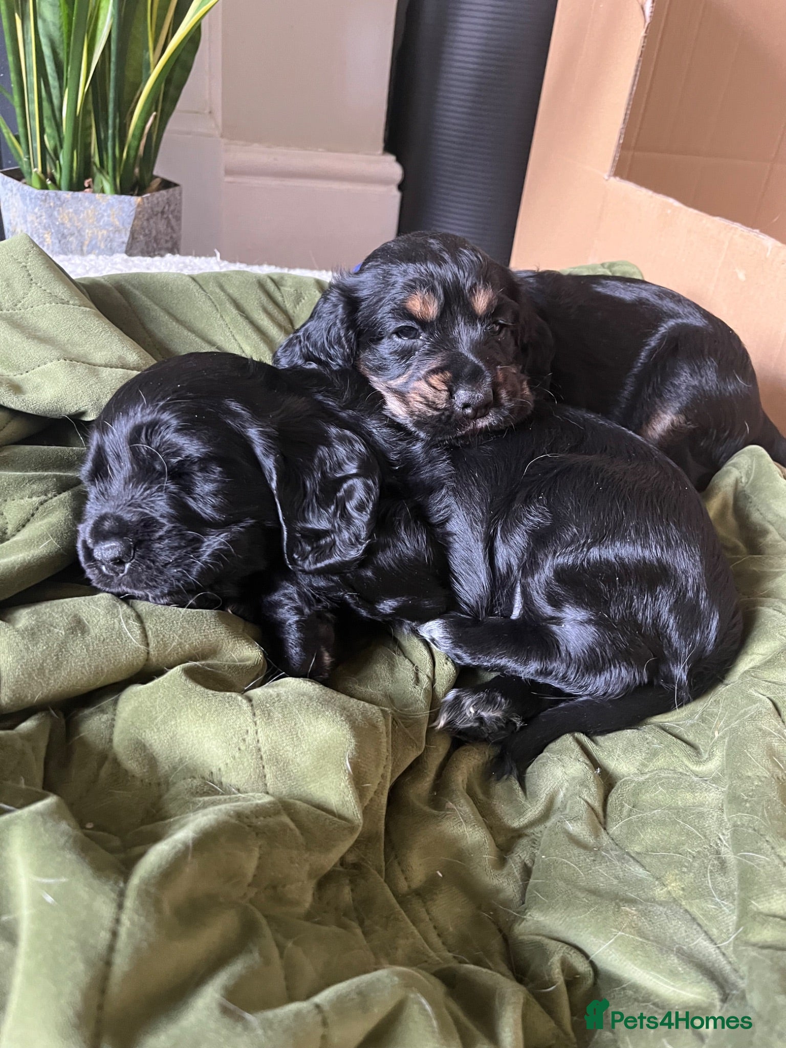 Cocker Spaniel dogs KC Reg Cocker Spaniel Puppies - Advert 10