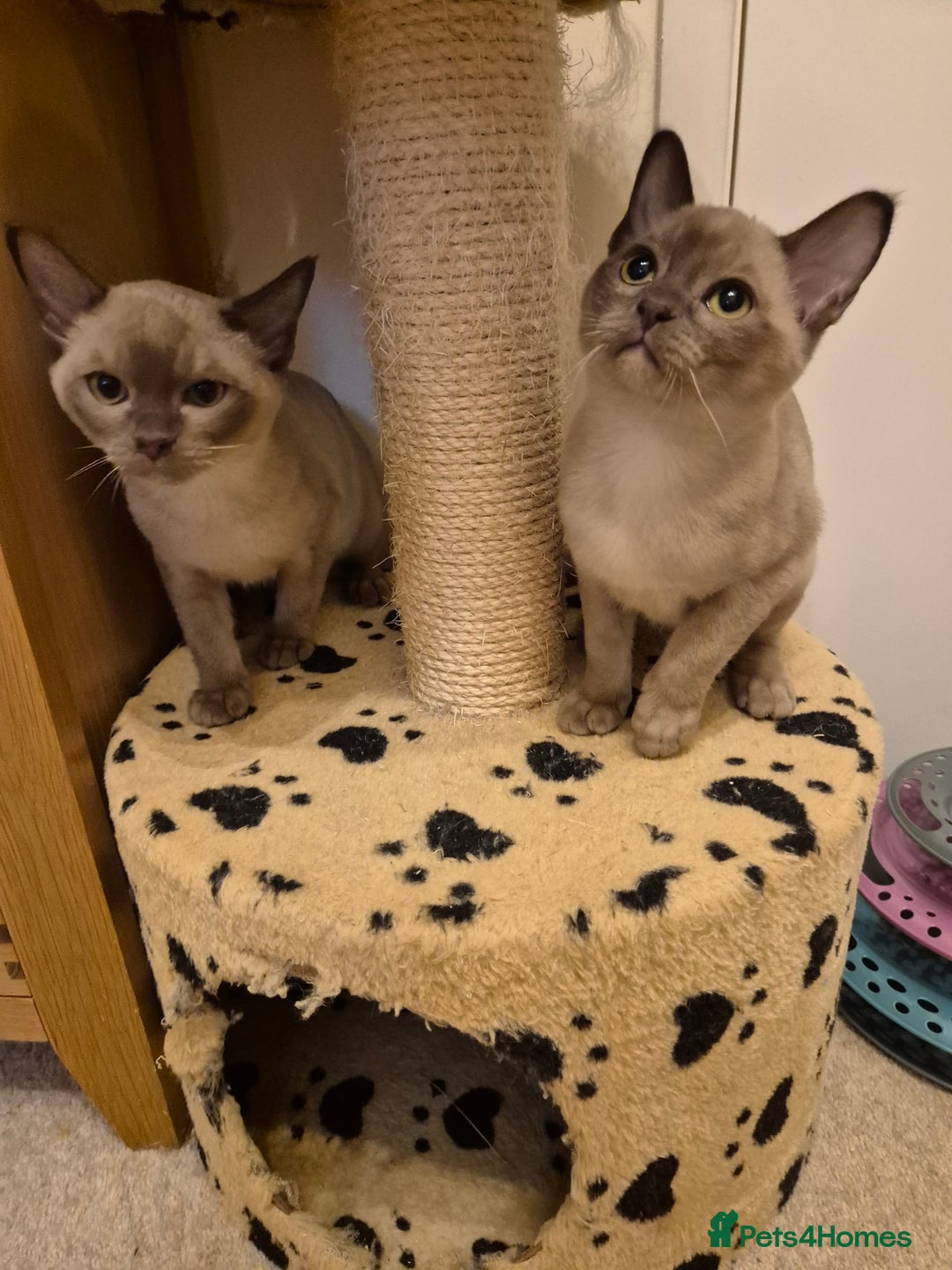 Burmese cats for sale: Pedigree Burmese Kittens - Advert 9