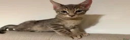 Mixed Breed cats for sale: 🐾 Gorgeous Furry Sphynx Cross Kittens 🐾 - Advert 13