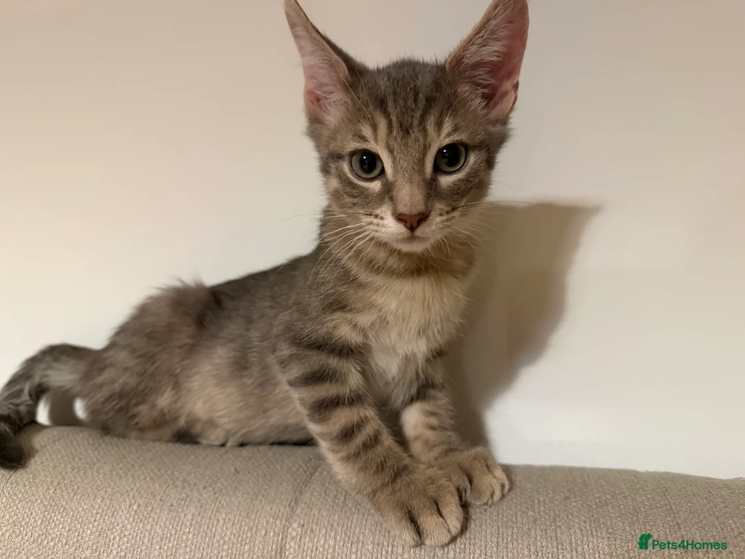 Mixed Breed cats for sale: 🐾 Gorgeous Furry Sphynx Cross Kittens 🐾 - Advert 13