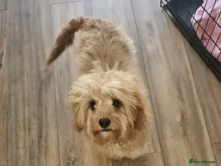 Cavapoo dogs Cavapoo puppy - Advert 1