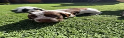 Cocker Spaniel dogs for sale: Working cocker spaniel puppies  - Advert 3