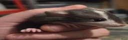 Rat rodents for sale: Dumbos and fancy rats ready now.  - Advert 9