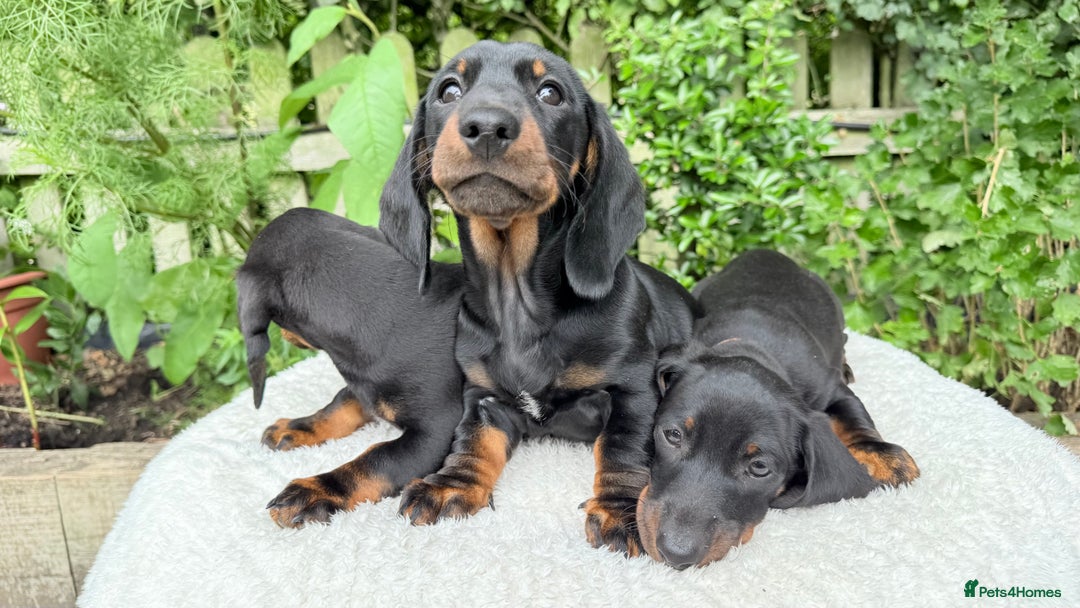 Miniature Dachshund dogs for sale: Miniature Dachshund - Image 4