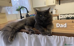 Mixed Breed cats for sale:  Maine Coon x Ragdoll Mix, Ready Early November - Image 7