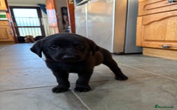 Labrador Retriever dogs for sale: Lovely unexpected litter of Labs - Image 15