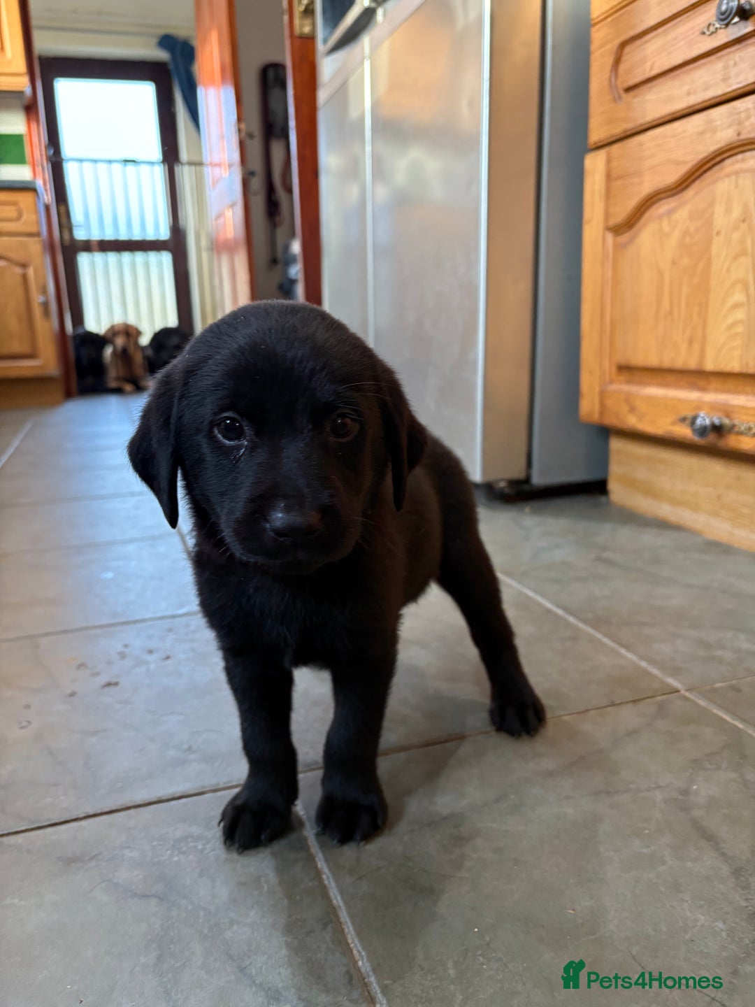 Labrador Retriever dogs for sale: Lovely unexpected litter of Labs - Image 15