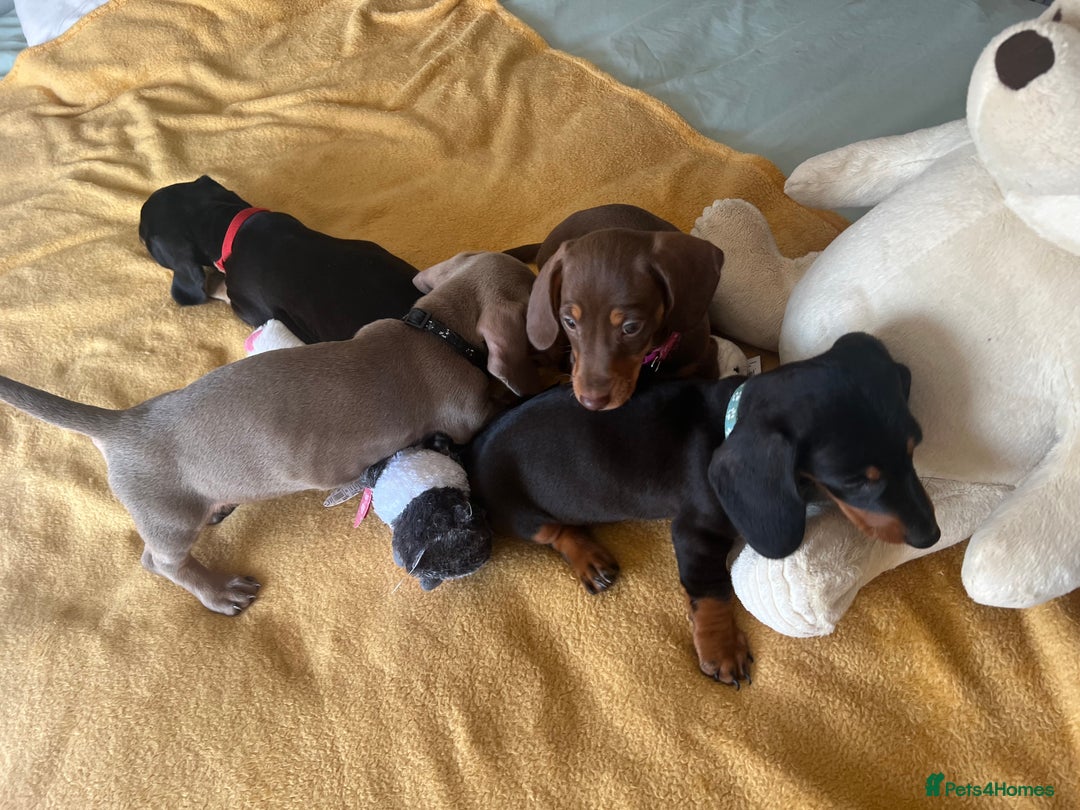 Dachshund dogs for sale: Dachshund puppies  - Image 5