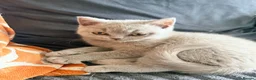 Scottish Fold cats for sale: SCOTTISH FOLD X BRITISH SHORTHAIR KITTENS FOR SALE in Rhyl - Advert 4