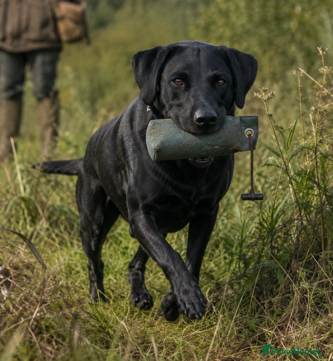 Labrador Retriever dogs Duel purpose Labrador  - Advert 1