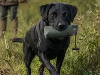 Labrador Retriever dogs Duel purpose Labrador - Advert 5