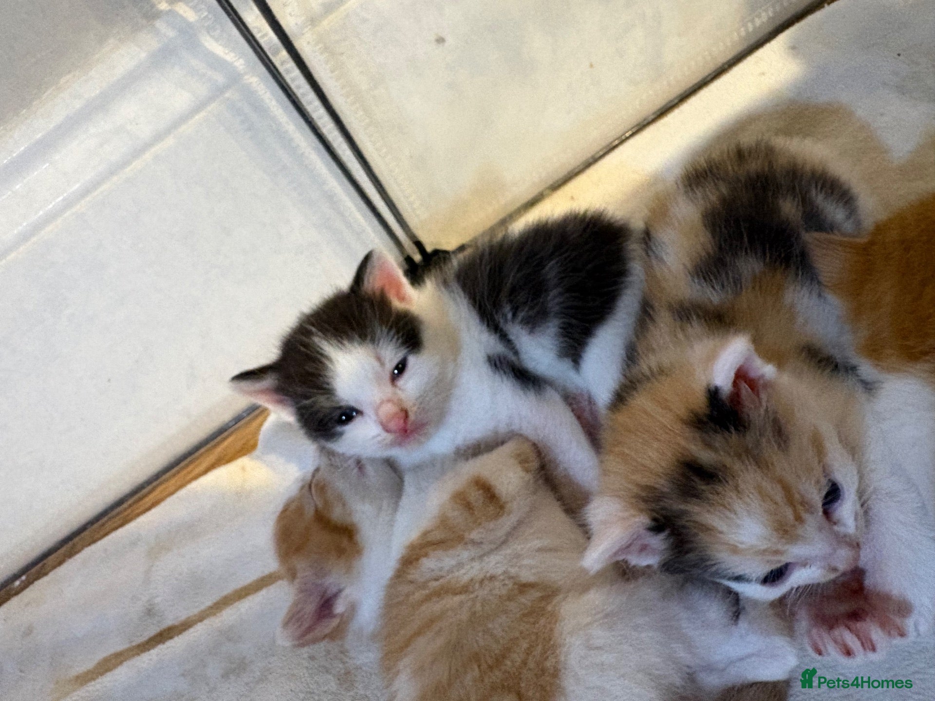 Mixed Breed cats *2left* Part ragdoll kittens  - Advert 1
