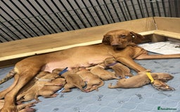 Hungarian Vizsla dogs for sale: Hungarian Vizsla Puppies  - Image 2