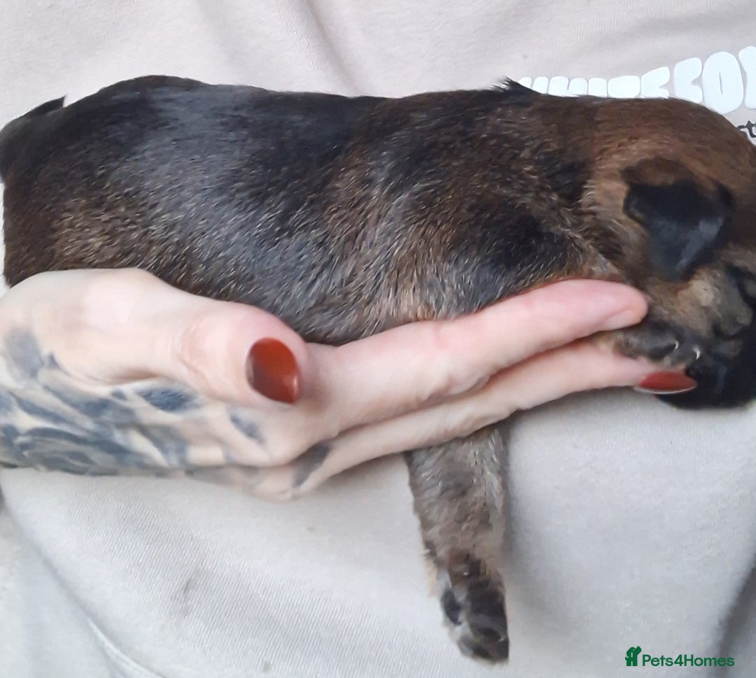 Border Terrier dogs for sale: Border Terrier Puppies - Advert 11