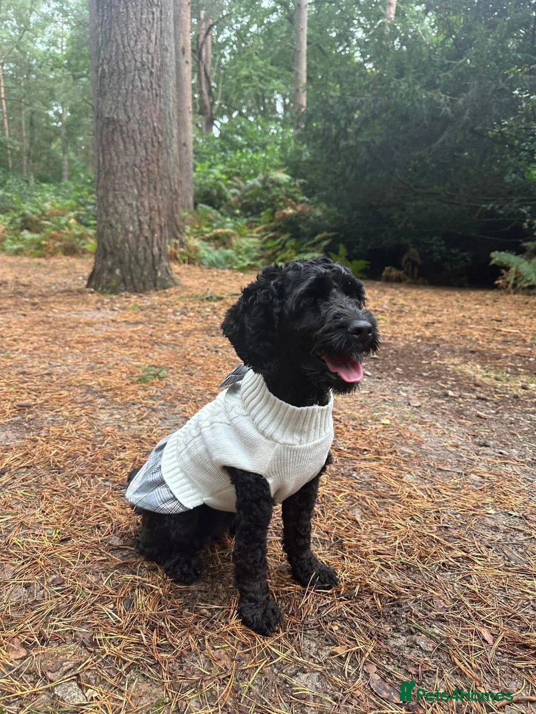 Cockapoo dogs for sale: 🐾 Beautiful 4-Year-Old Toy Cockapoo 🐾 in Chatteris - Advert 1