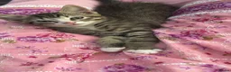 British Longhair cats for sale: 2 beautiful kittens for sale  - Advert 4