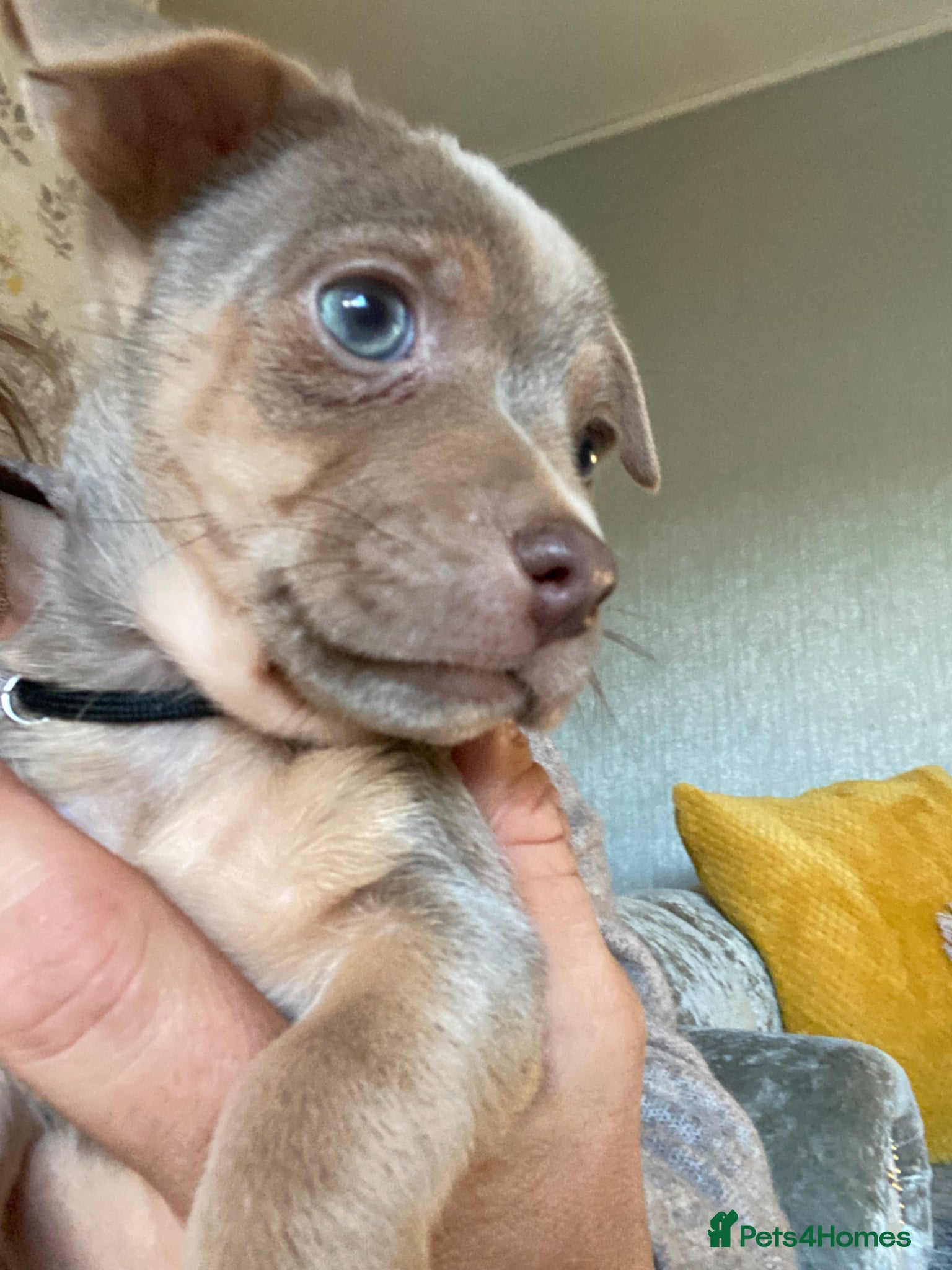 Jack Russell dogs Much Wenlock Jack Russell Puppies - Advert 20