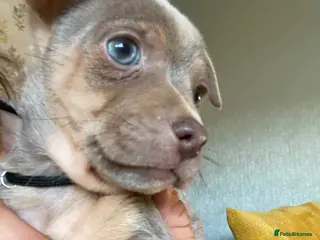 Jack Russell dogs Much Wenlock Jack Russell Puppies - Advert 20