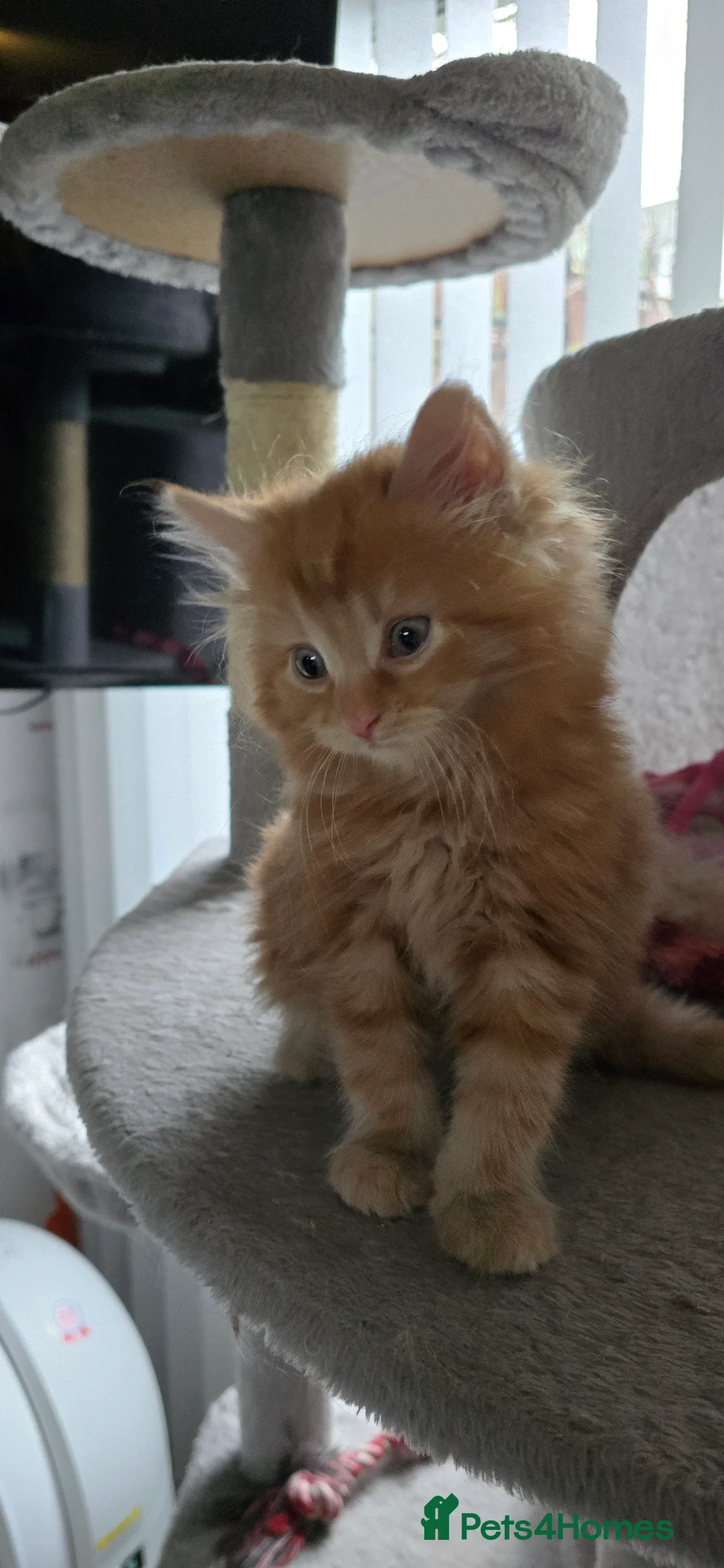 Maine Coon cats for sale: Adorable Mainecoon kittens  - Advert 11