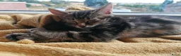 Mixed Breed cats for sale: Beautiful kittens  - Advert 4