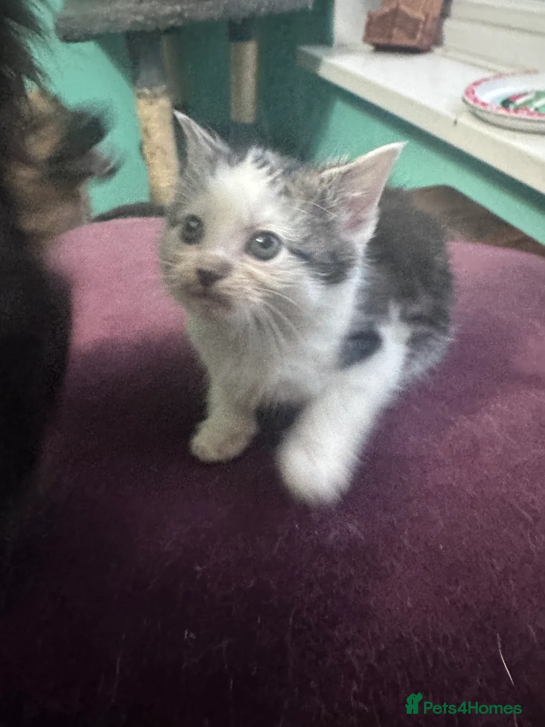 Mixed Breed cats for sale:     Mummy’s Little Mini-Me Kittens 🖤🤍 - Advert 10
