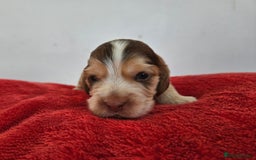 Cocker Spaniel dogs for sale: Quality Sable Show Cocker spaniel Puppies - Image 15