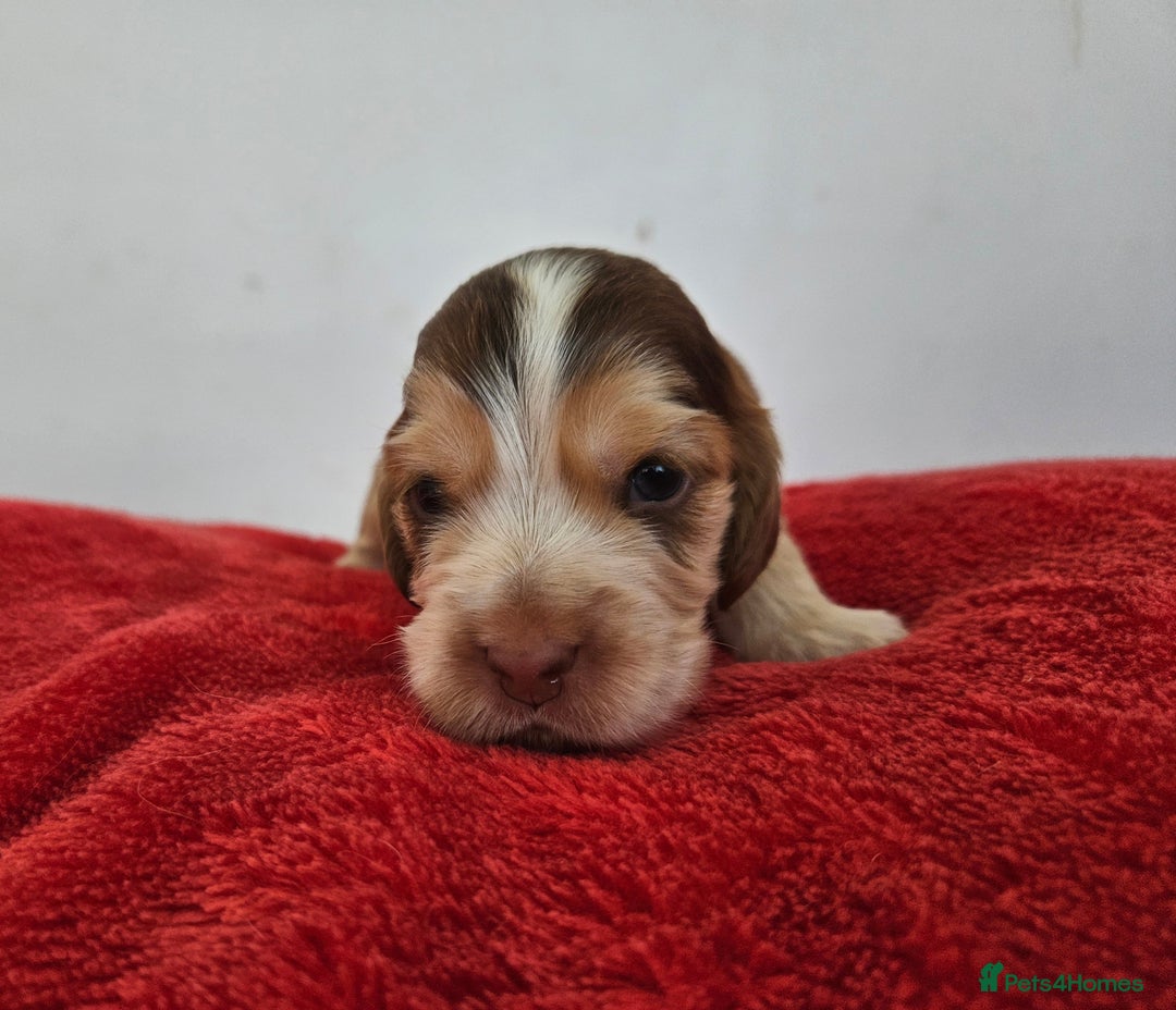 Cocker Spaniel dogs for sale: Quality Sable Show Cocker spaniel Puppies - Image 15