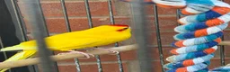 Mixed Breed birds for sale: Male and female and 5ft standing cage  in Mansfield - Advert 2