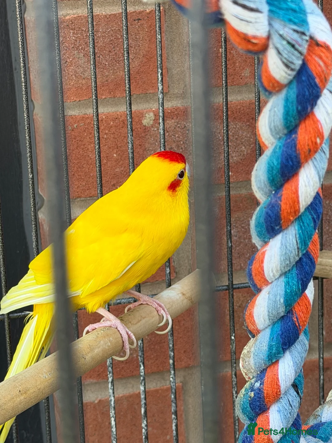 Mixed Breed birds for sale: Male and female and 5ft standing cage  in Mansfield - Advert 2