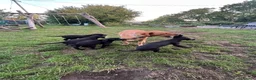 Labrador Retriever dogs for sale: Black labrador dogs - Advert 4
