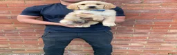 Golden Retriever dogs for sale: Golden retriever  in Romford - Advert 3