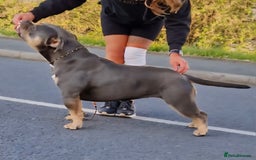 American Bully dogs for sale: 🔥🔥American bully pups 🔥🔥 - Image 17
