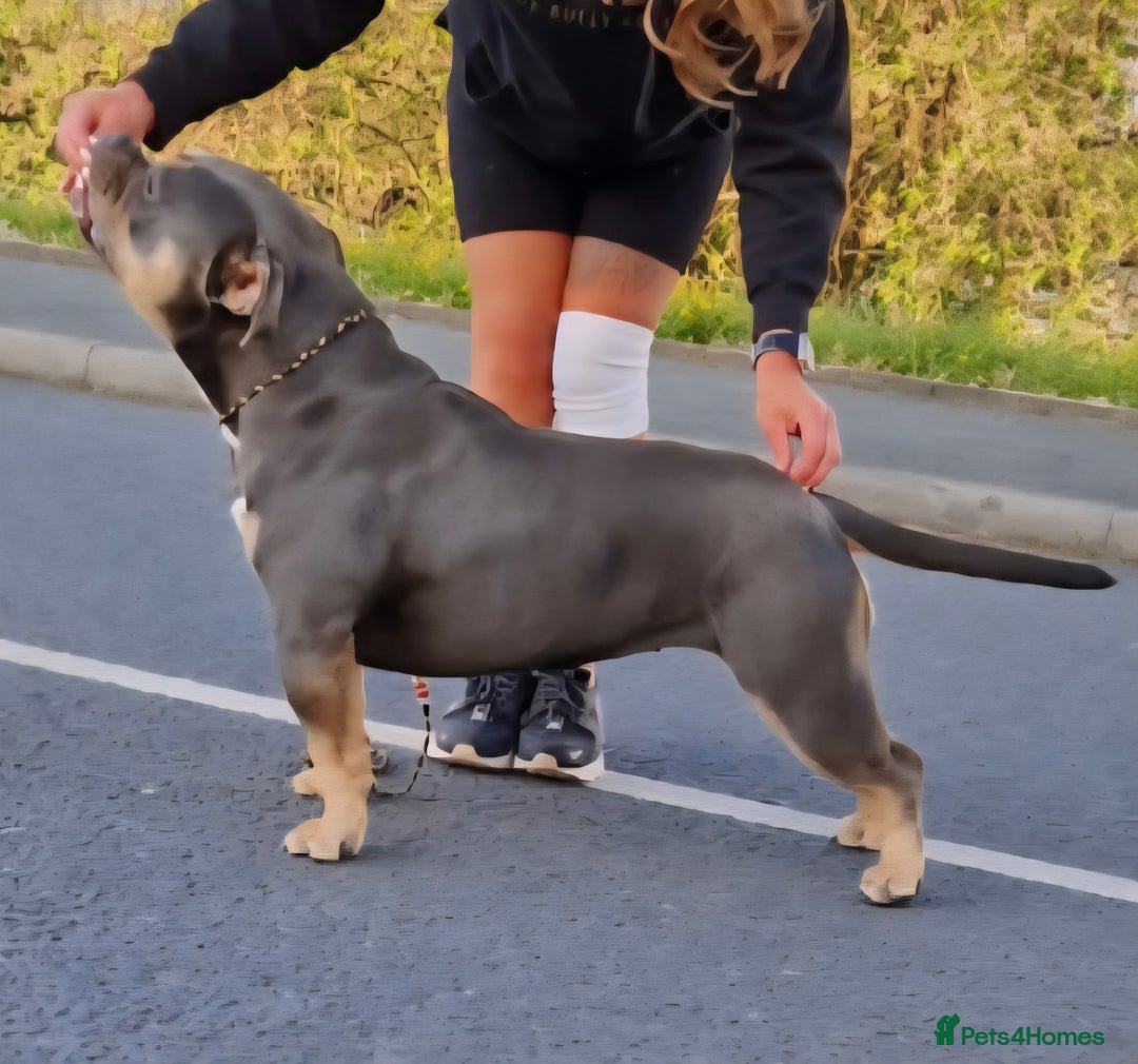American Bully dogs for sale: 🔥🔥American bully pups 🔥🔥 - Image 17