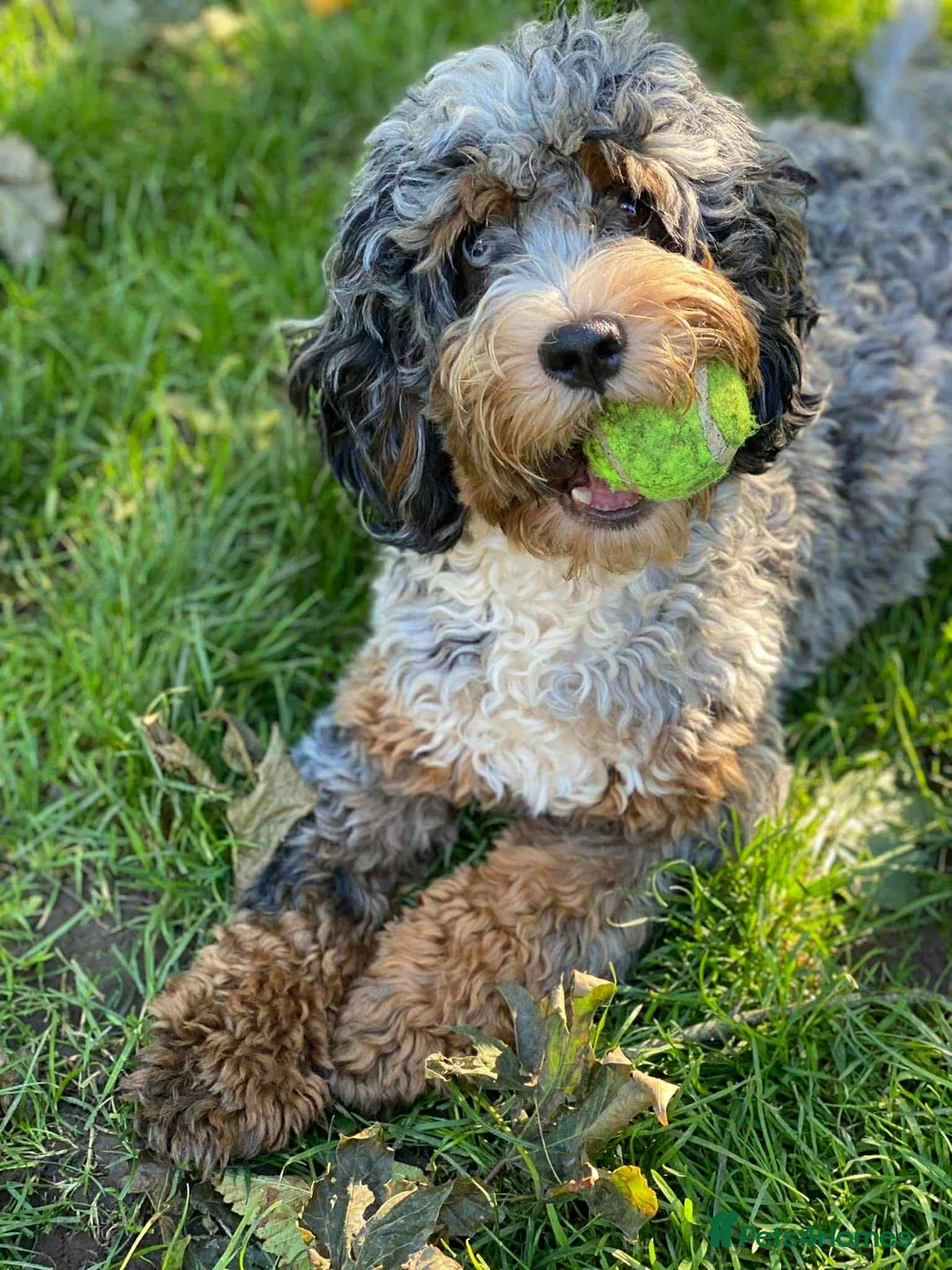 Cockapoo dogs for stud: unique and beautiful f3 american cockapoo stud - Advert 9