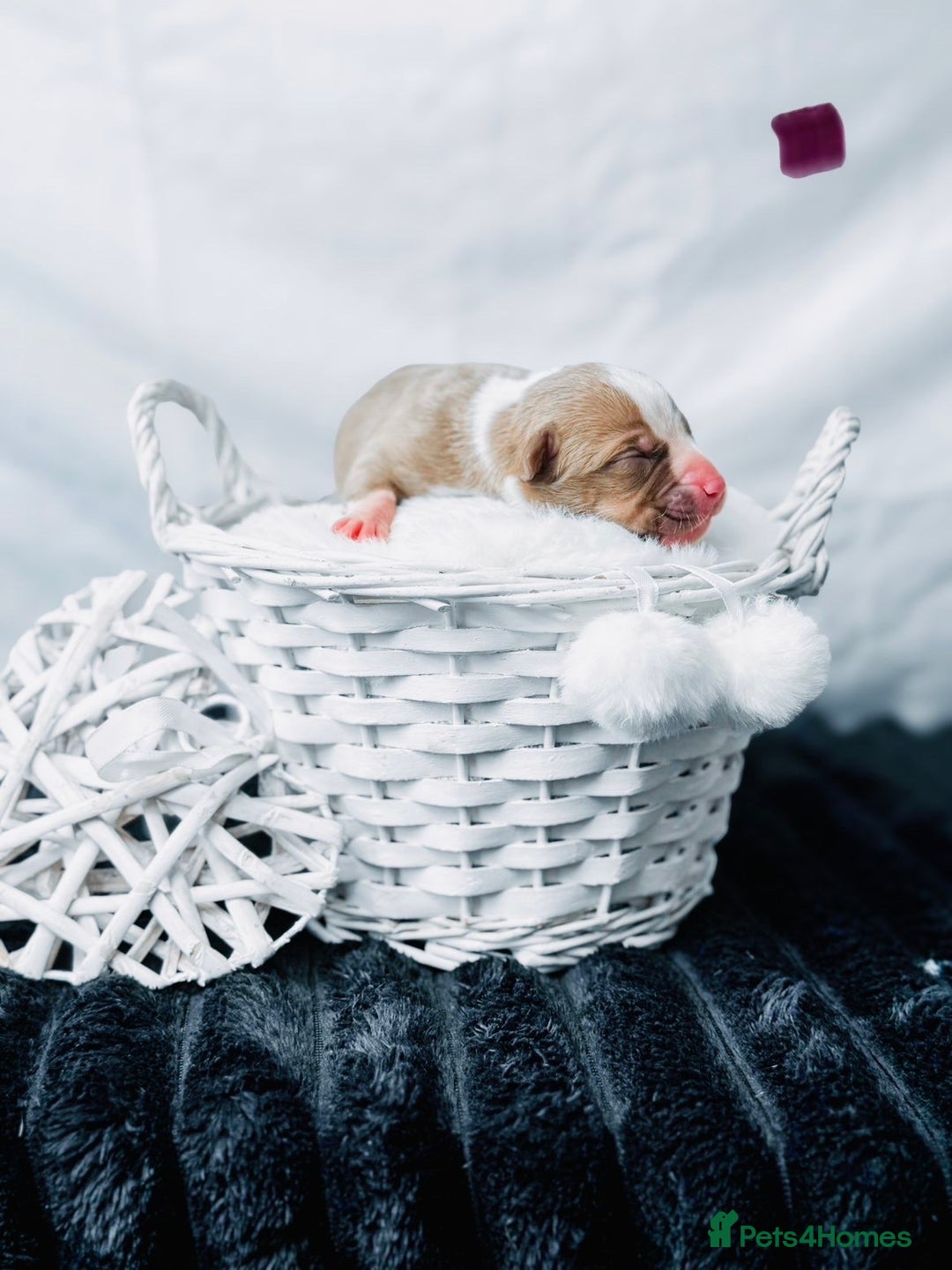 American Bully dogs for sale: Beautiful American Bully Pups  - Image 15